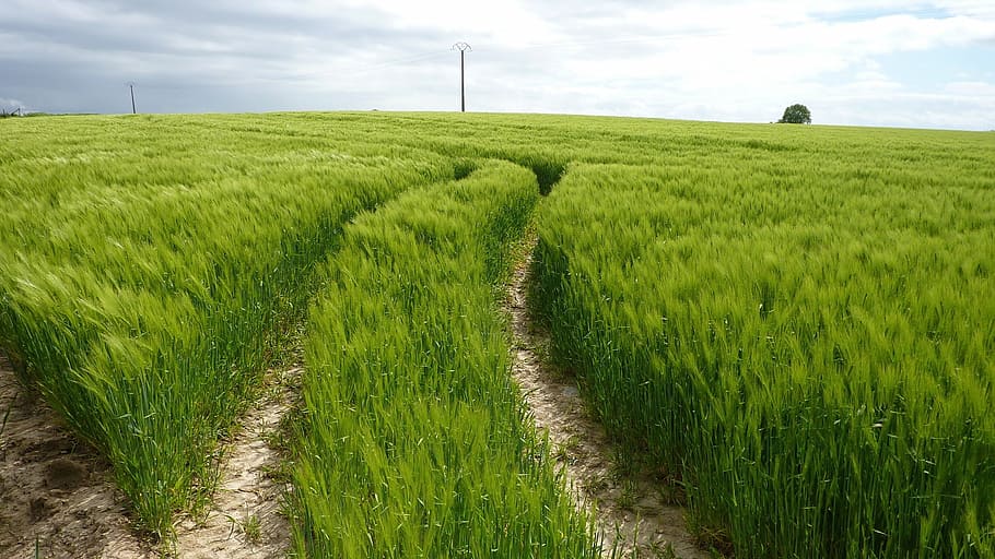 green, winding tracks, wheat field, countryside, landscape, HD wallpaper