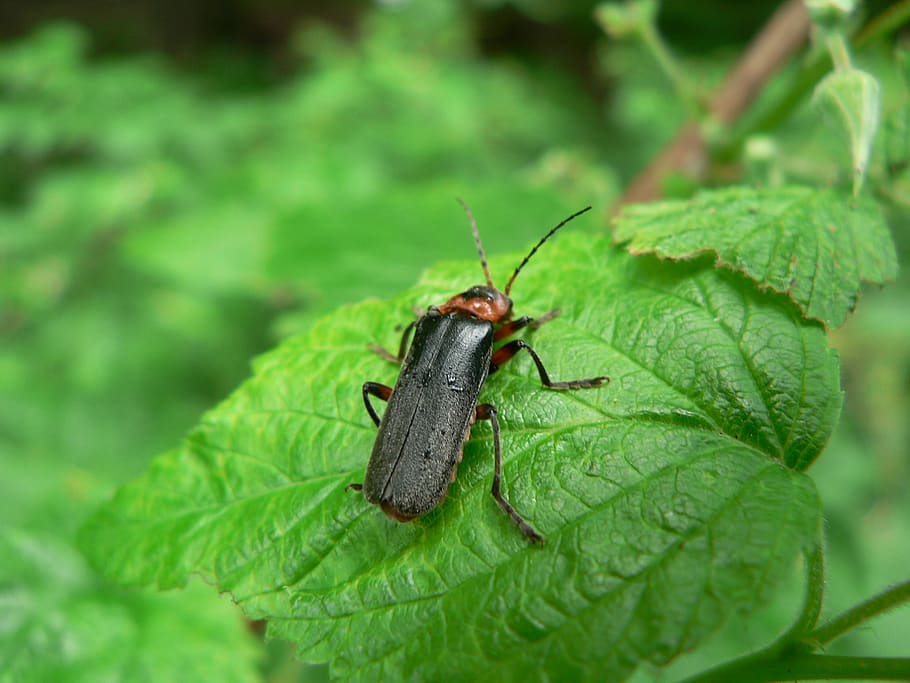 beetle, insect, macro, nature, invertebrate, green color, animal HD wallpaper