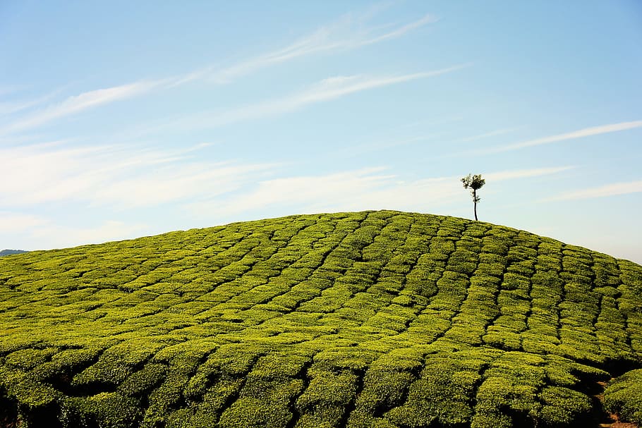 green fields at daytime, wind mill on top of mountain, aerial view HD wallpaper