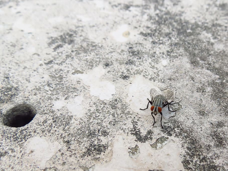 concrete, fly, ground, insect, little, stone, animal themes HD wallpaper