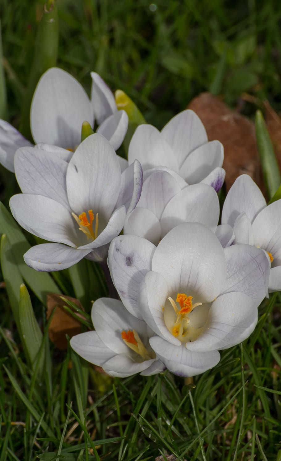 spring, crocus, flowers, garden, bloom, plant, flowering plant HD wallpaper