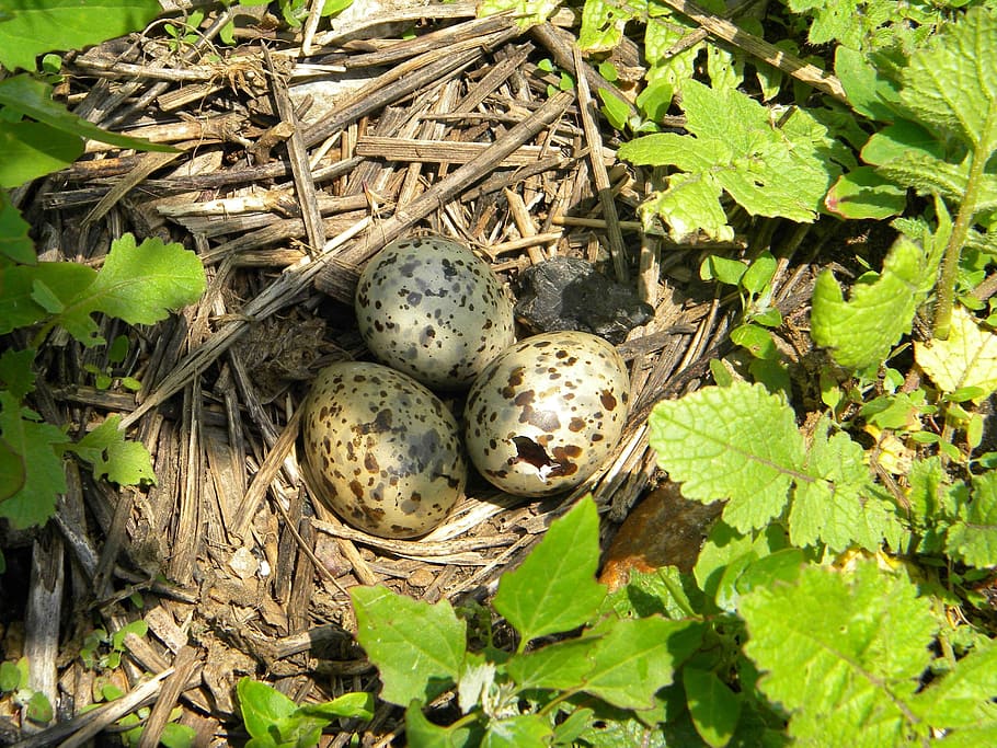 Nest, Eggs, Tern, Birds, Animals, three, fauna, one animal HD wallpaper