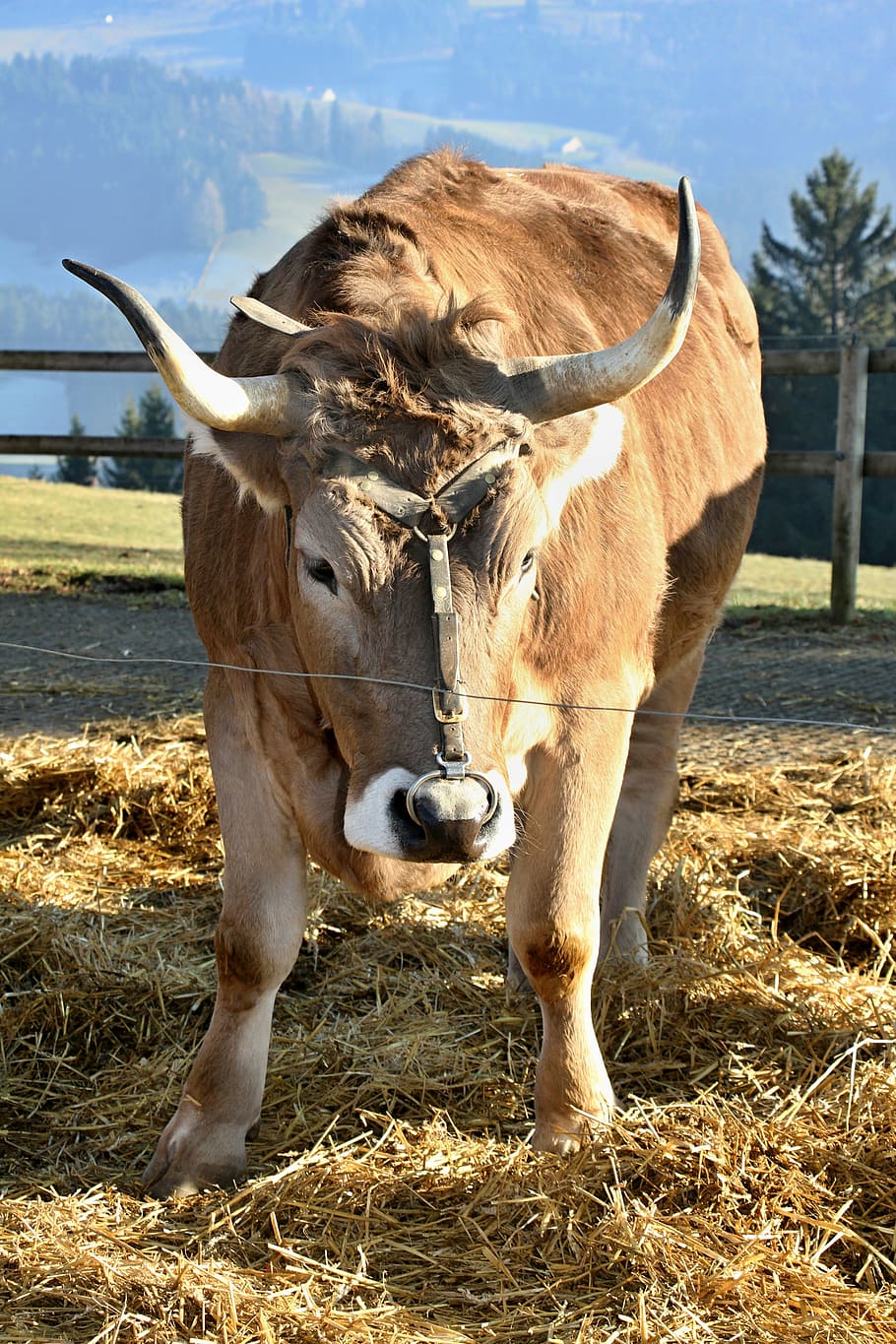 bull, animal, farm, horns, ruminant, wildlife photography, animal world, HD wallpaper