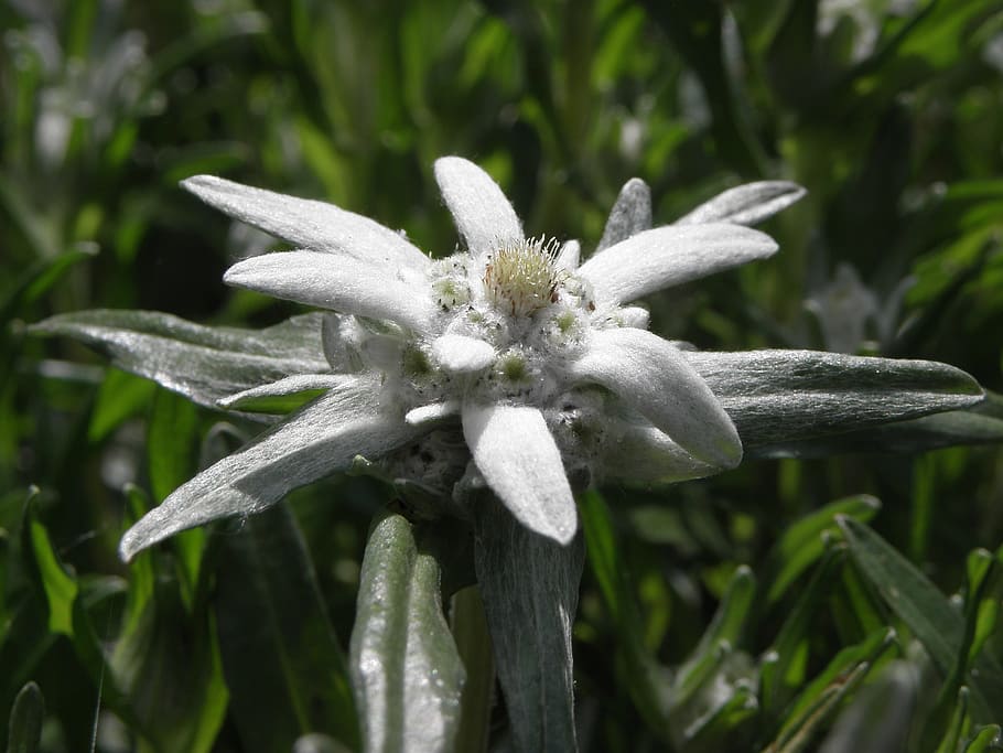 edelweiss, flower, austria, plant, growth, beauty in nature HD wallpaper