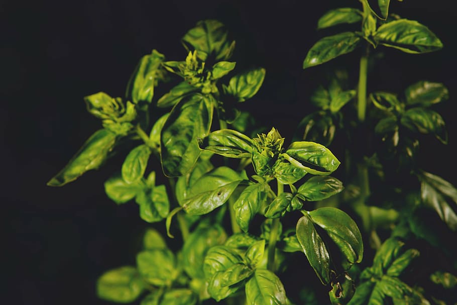 basil, herb, spice, leaves, green, mediterranean, aroma, eat HD wallpaper