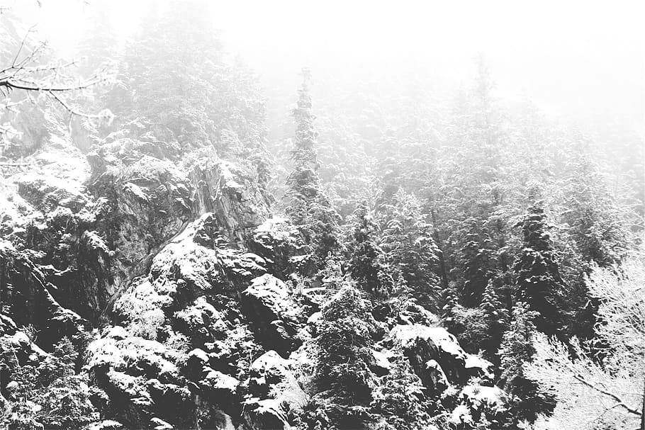 forest, trees, snow, nature, plant, tranquility, beauty in nature HD wallpaper