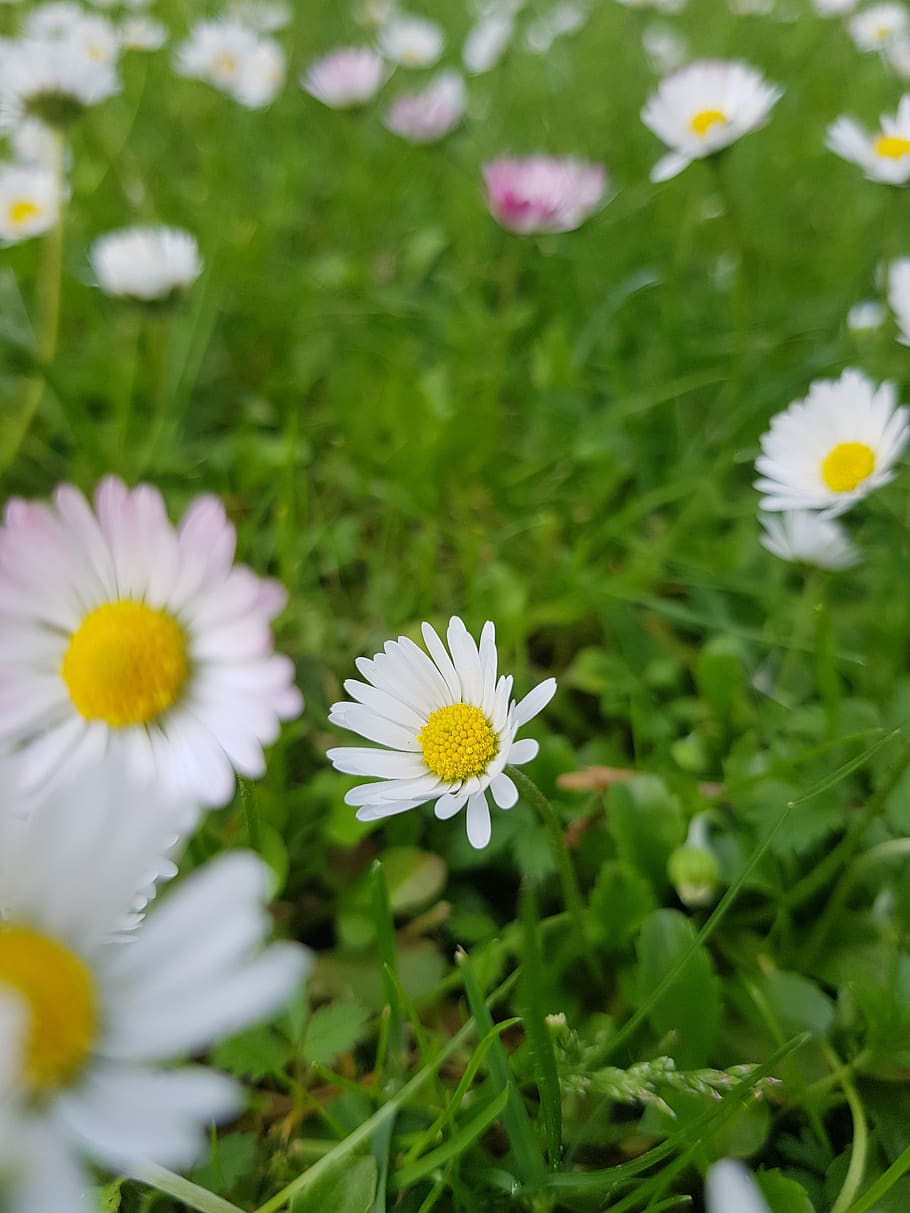 flower, daisy, nature, flowering plant, vulnerability, fragility HD wallpaper