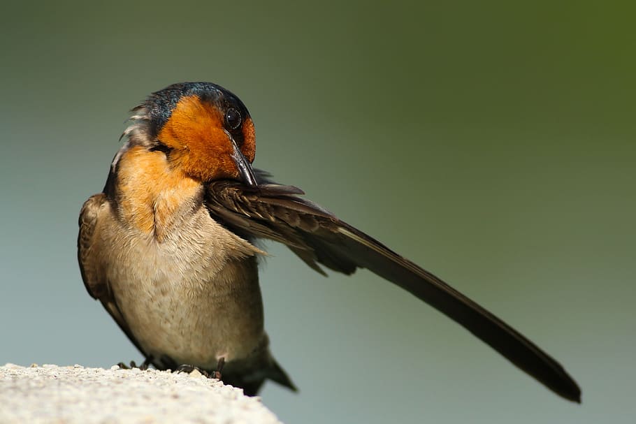 closeup photography of black and brown bird, barn swallow perching on gray concrete pavement HD wallpaper
