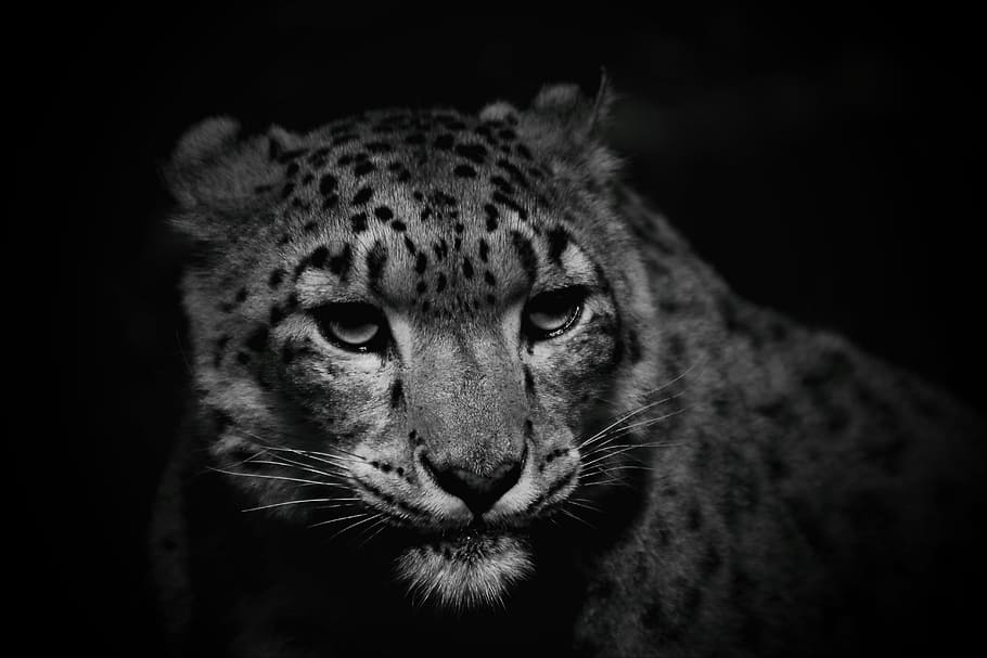 grayscale photo of leopard, snow leopard, cat, nature, hunter HD wallpaper