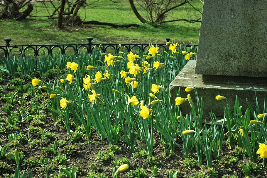 Daffodil, Flowers, Spring, Lawn, Nature, yellow, day, outdoors HD wallpaper