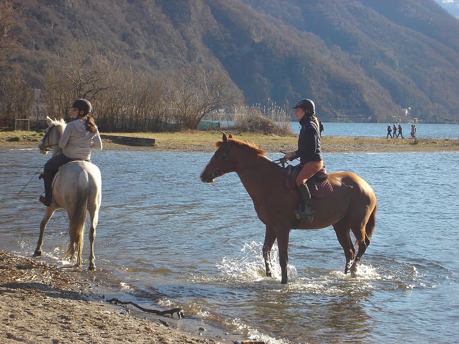 horses, lake, lugano, water, nature, domestic, domestic animals, HD wallpaper
