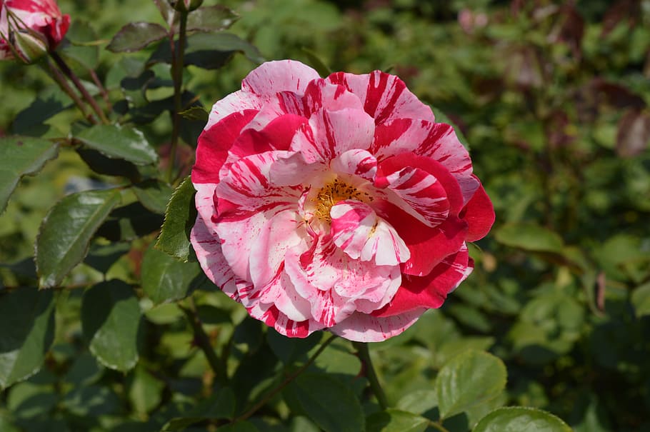 flower, flora, nature, leaf, garden, flowering plant, petal HD wallpaper