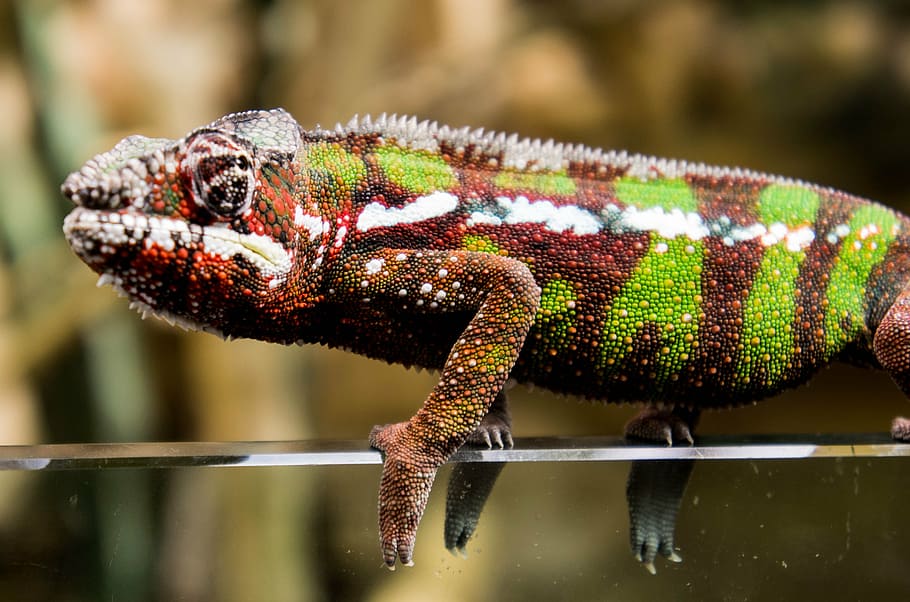 chameleon, red, green, nature, scale, animal themes, one animal HD wallpaper