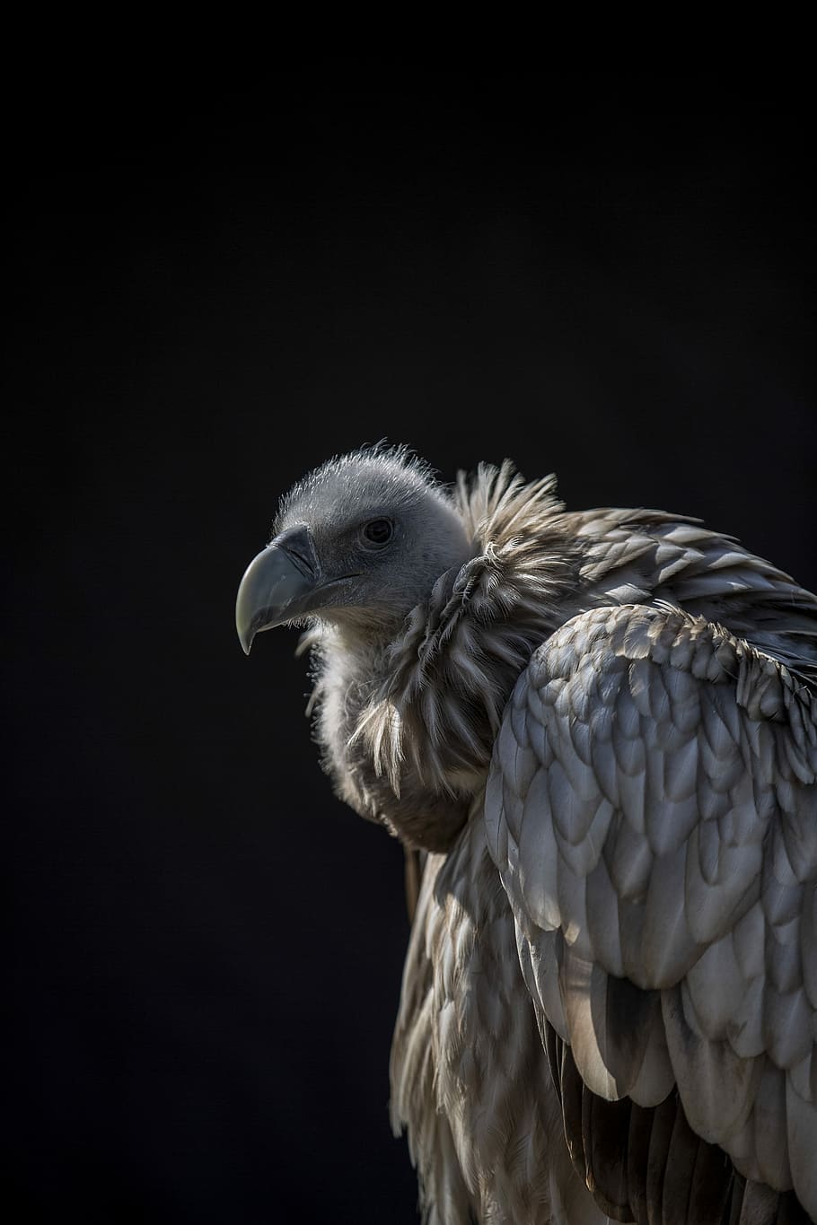 brown vulture in black background, brown and grey vulture, bird