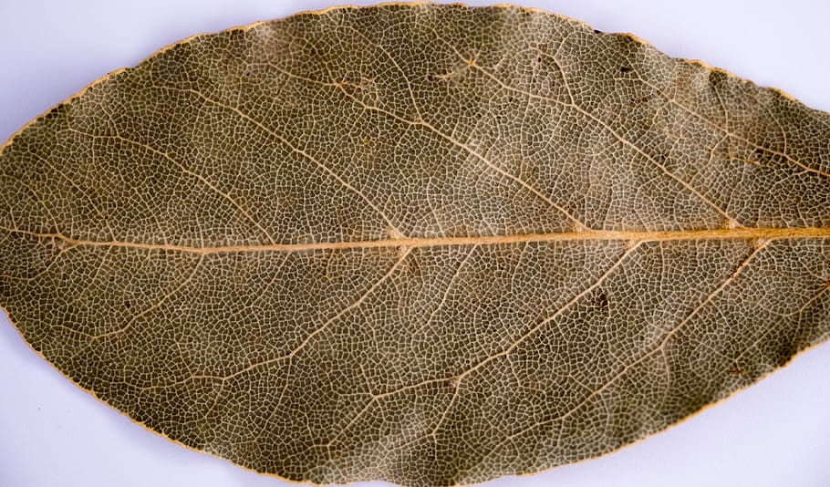 sheet, old leaf, dry leaves, tree, autumn, old age, dryness HD wallpaper