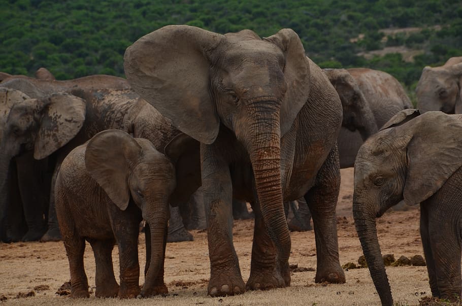africa, safari, elephant, wild animal, pachyderm, african bush elephant, HD wallpaper