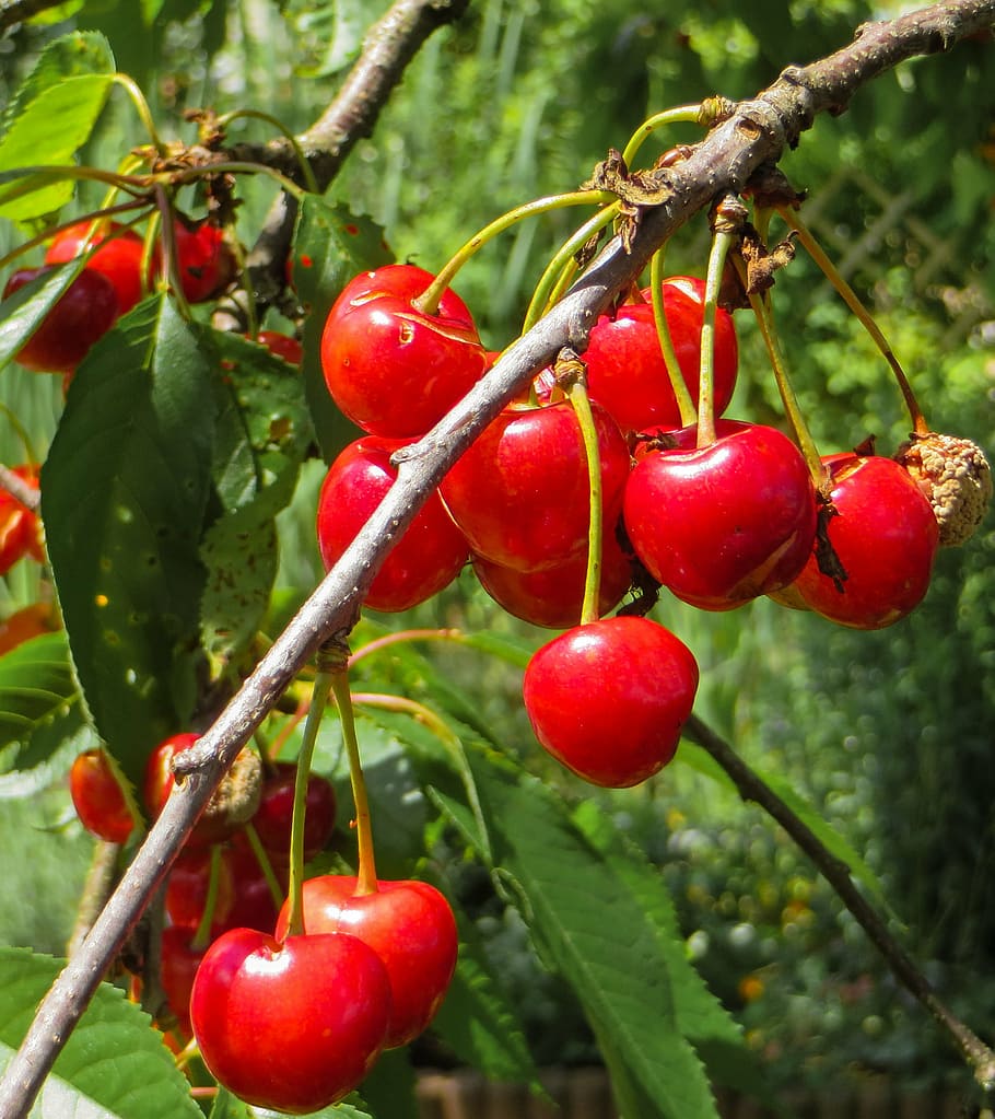 summer, cherries, red, fruit, branch, bing, cherry harvest HD wallpaper
