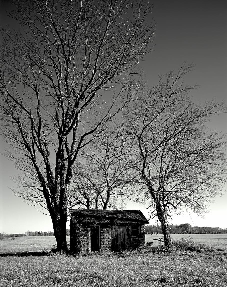 Hut, Tree, Meadow, Nature, green, harmony, landscape, north carolina HD wallpaper