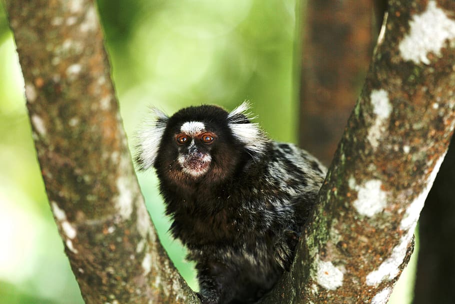 Marmoset White Tufts, Wild, on the branch, primate, small, looking, HD wallpaper