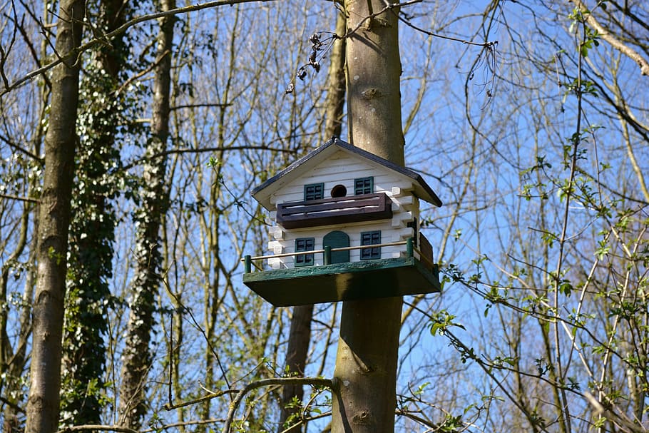 bird box, birdhouse, forest, trees, nature, air, nest box, bird at HD wallpaper
