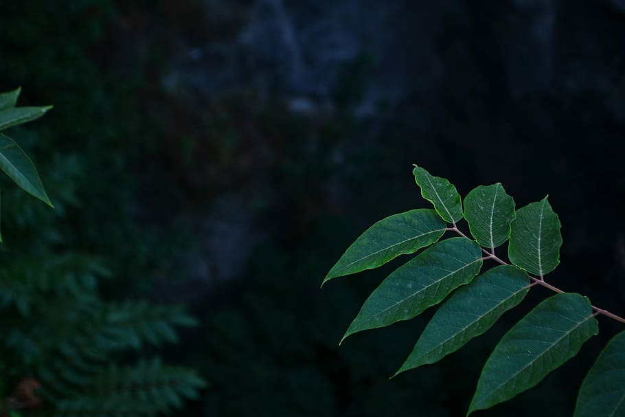 A hand extended, green leafed plant, tree, woodland, forest, dark HD wallpaper