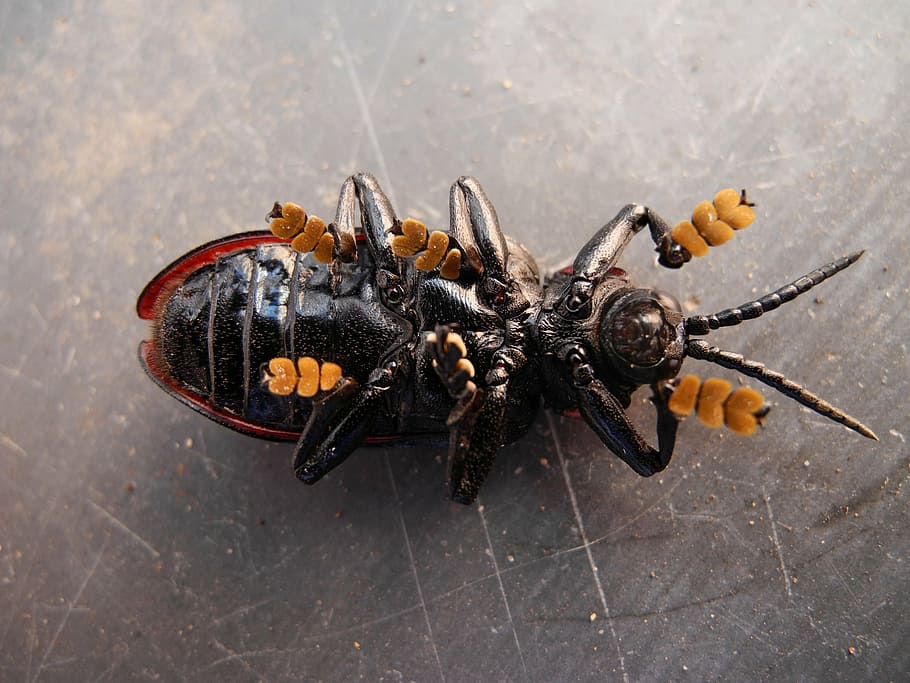 beetle, beetles, insect, wildlife, bug, bright, small, delicate HD wallpaper