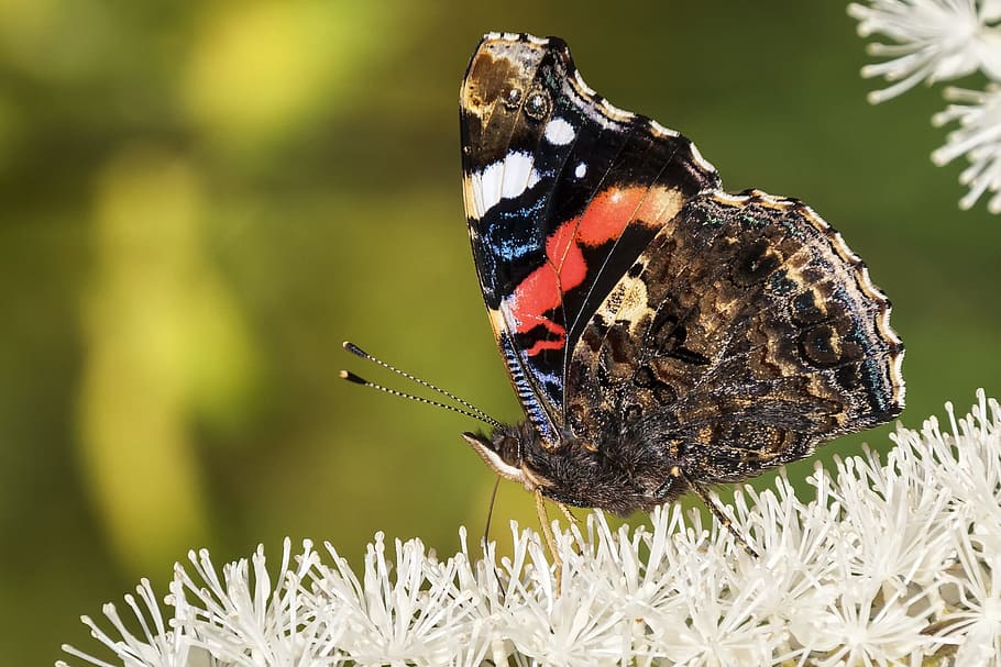 Butterfly, Insect, Close, Color, Nature, animal, macro, one animal HD wallpaper