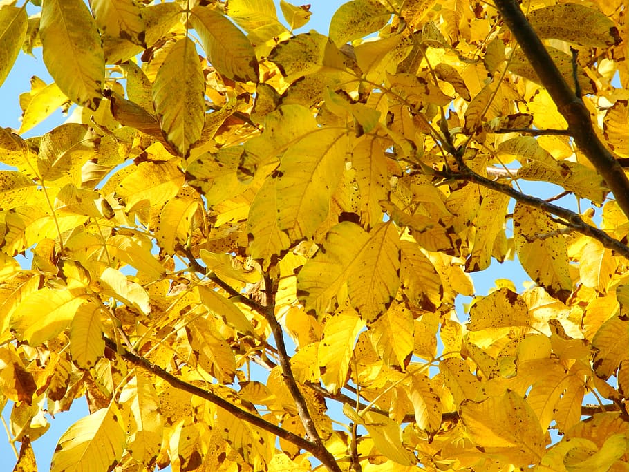 tree, crown, yellow, foliage, nature, autumn, branches, deciduous tree HD wallpaper