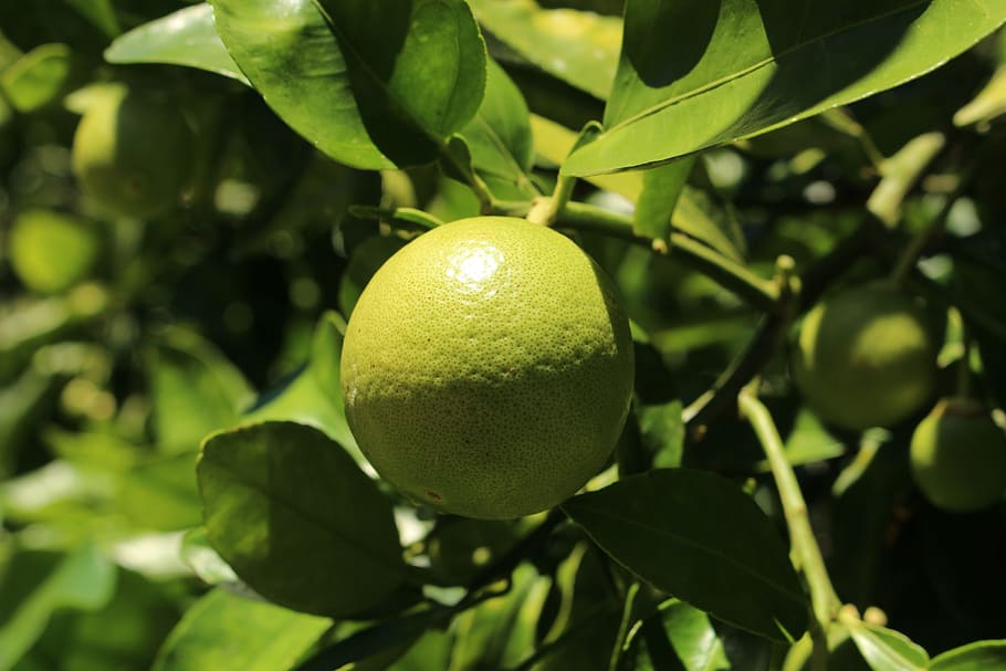 fruit, green, diet, leaf, plant part, healthy eating, food HD wallpaper