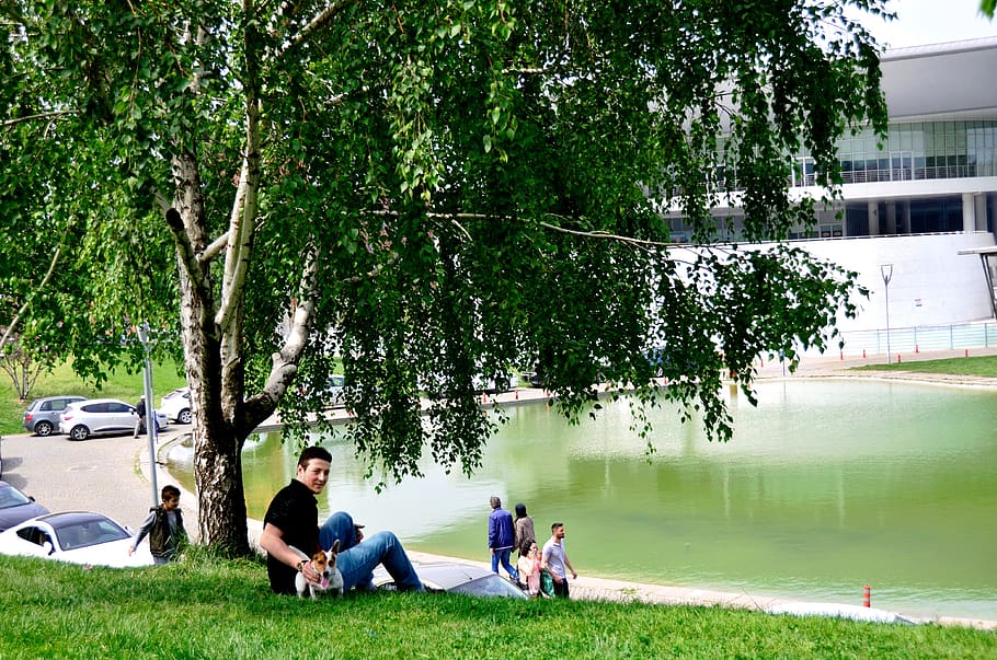 grass, tree, nature, summer, park, plant, real people, sitting HD wallpaper
