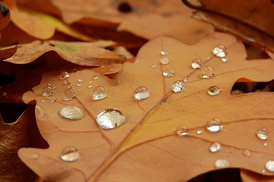 dew drops, drops on the leaf, oak, oak leaves, autumn leaves HD wallpaper