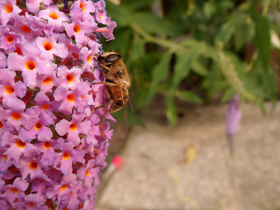insect, animal, fly, bee, macro, insect garden, wing, nature HD wallpaper