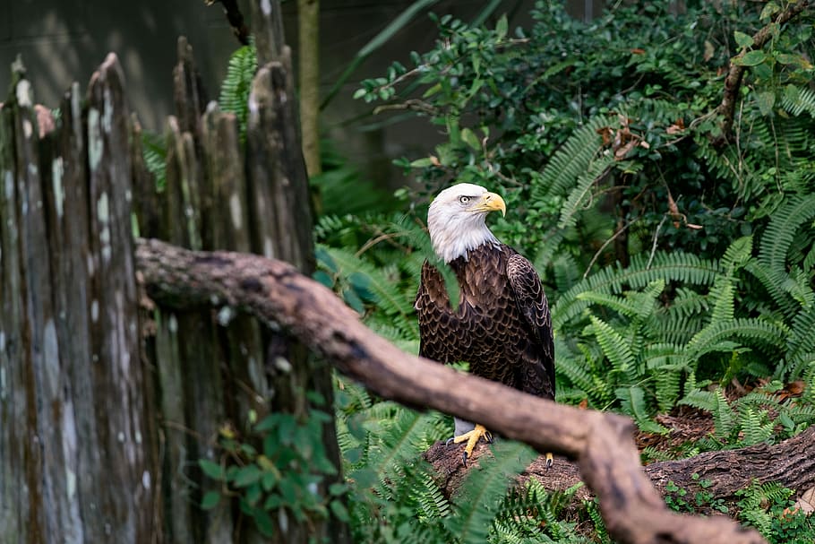 Online crop | HD wallpaper: bald eagle on tree bark, eagle on forest