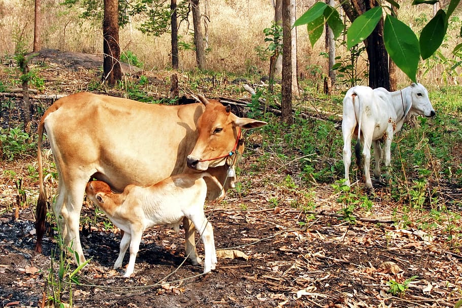 HD wallpaper: cow with calf, cattle, animal, lifestock, ruminant, breeding  | Wallpaper Flare