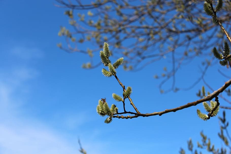 nature, spring, tree, bud, branch, springtime, blue, plant HD wallpaper