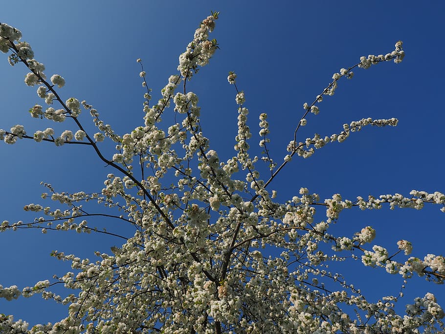 cherry blossom, white, spring, bloom, white blossom, tree, blossom branches HD wallpaper