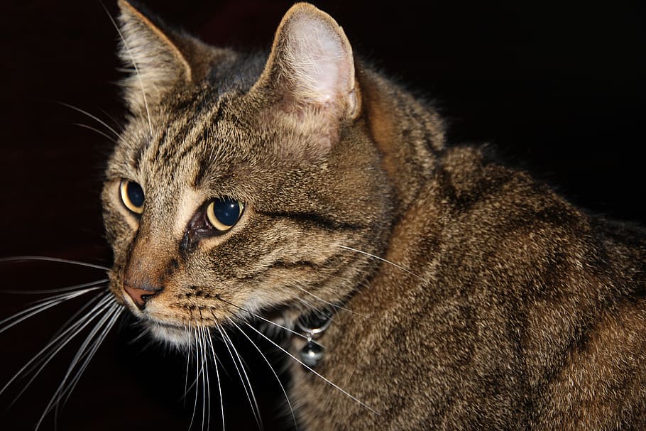 hangover, cyper, pet, cat, animal themes, feline, one animal HD wallpaper