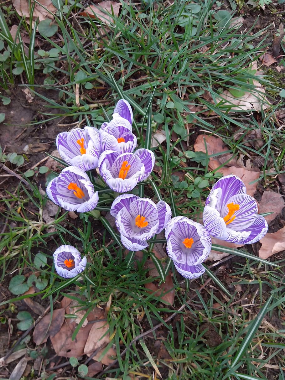 crocus, spring, flowers, purple, nature, early bloomer, flowering plant HD wallpaper
