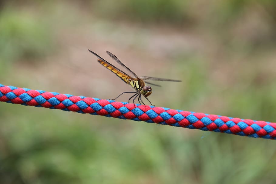 nature, outdoors, insect, invertebrate, one animal, animals in the wild HD wallpaper