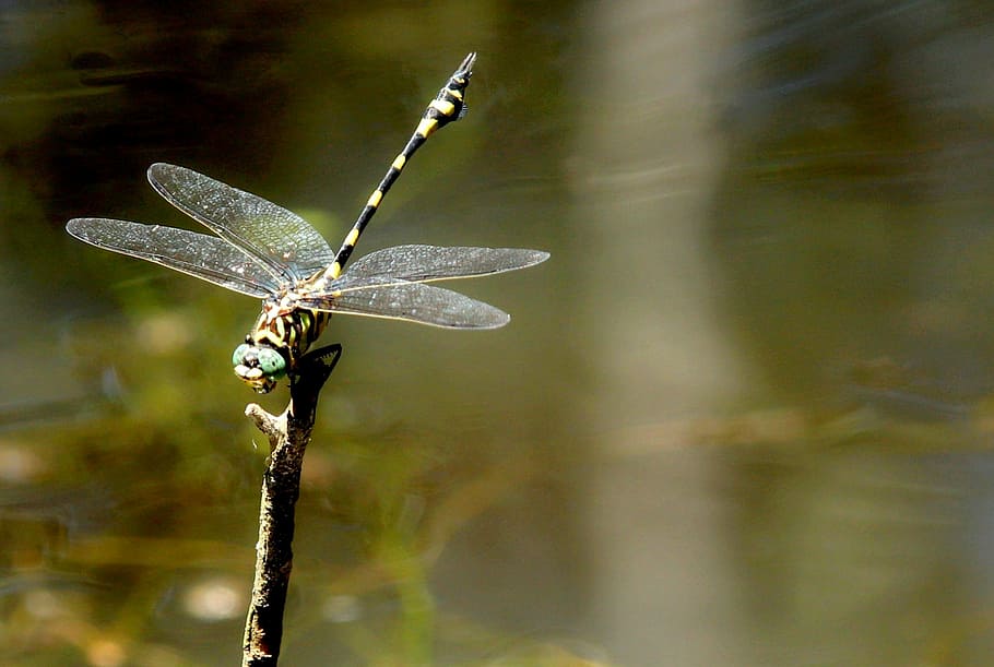 closeup photo of black and yellow dragonfly, park, green, autumn