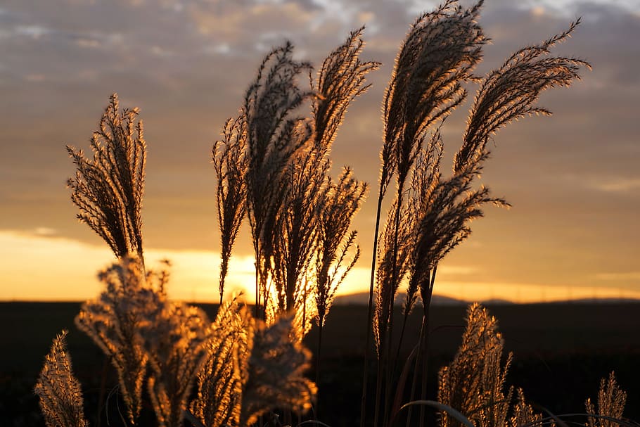 close-up  photo of wheat during sunsert, grass, sunset, nature HD wallpaper