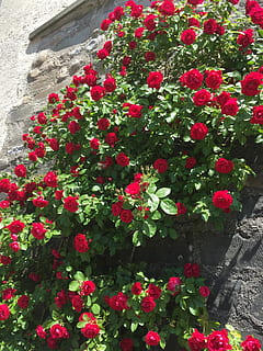 Roses, Entwine, Bloom, Flowers, red, home, plant, climbing roses HD wallpaper