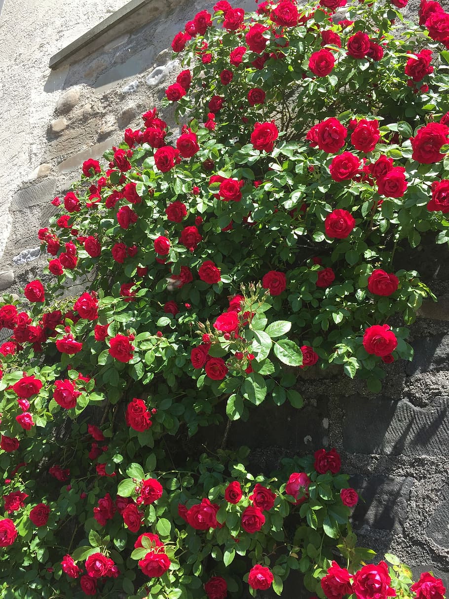 Roses, Entwine, Bloom, Flowers, red, home, plant, climbing roses HD wallpaper