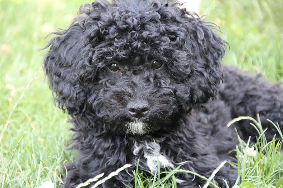 poodle, puppy, black, dog, young animal, lure, one animal, animal themes