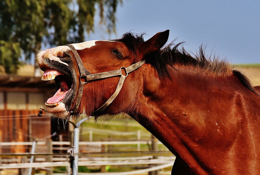 brown horse, shire horse, stick out tongue, yawn, big horse, ride