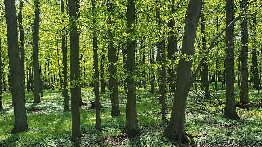 Forest Floor, Spring, Green, deciduous forest, tree, nature HD wallpaper