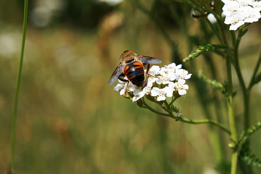 bee, flower, nature, insect, blossom, bloom, plant, summer HD wallpaper