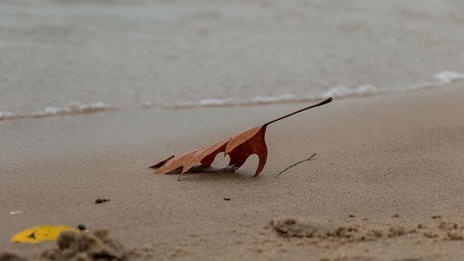 leaf, sand, beach, autumn, summer, plant, close, structure HD wallpaper