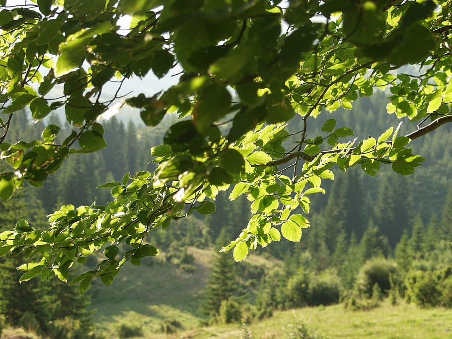 forest, tree, nature, banches, green, pasture, summer, spring HD wallpaper
