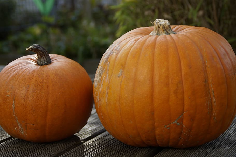 two pumpkins on gray wooden surface, orange, bright, autumn HD wallpaper